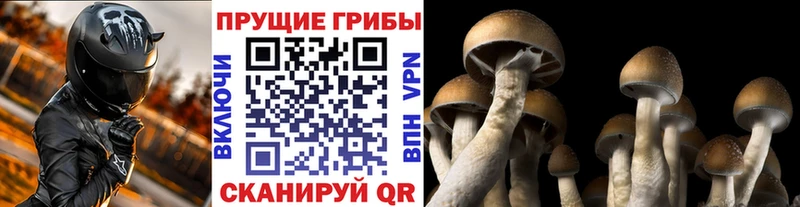 где продают   Дербент  Псилоцибиновые грибы мухоморы 